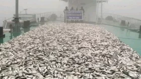 গজারিয়ায় ৯৮৫০ কেজি জাটকা জব্দ