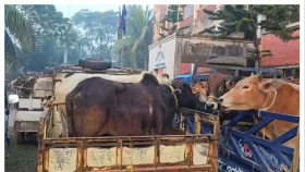 নেত্রকোনায় ৩২ ভারতীয় গরুসহ চোরাকারবারি আটক&nbsp;