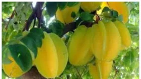 কিডনি রোগীরা খাবেন না কামরাঙা