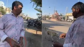 তেলেঙ্গানায় ইনজেকশন দিয়ে ৫০০ কুকুর হত্যা, মামলা দায়ের
