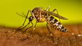 ডেঙ্গুতে আক্রান্ত আরও ৩৫ জন হাসপাতালে ভর্তি