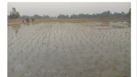 গোবিন্দগঞ্জে ১৪৪ ধারা ভঙ্গ করে জমি চাষাবাদের অভিযোগ