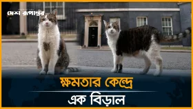 ব্রিটিশ প্রধানমন্ত্রীর বাসভবনে বিড়ালের দায়িত্ব