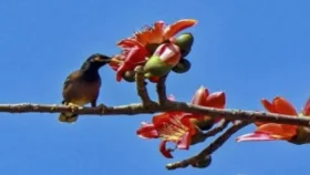 সারা দেশের আবহাওয়ায় ফাল্গুনের উষ্ণতা ছড়াচ্ছে