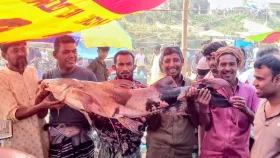 বগুড়ায় ৩শ&rsquo; বছরের পুরোনো মাছের মেলা, একদিনে বিক্রি ৩০ লাখ টাকা