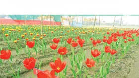 বাগানে ফুটেছে টিউলিপ