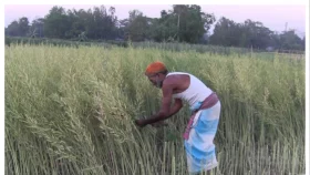 মিরসরাইয়ে সরিষা ঘরে তুলতে ব্যস্ত কৃষক