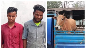 বাঁশখালীতে চুরি যাওয়া গরু উদ্ধার, পিকআপসহ গ্রেপ্তার ২