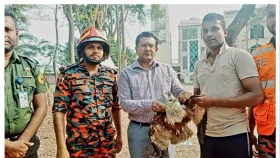 সোনারগাঁওয়ে গাছে আটকে থাকা ঈগল পাখি উদ্ধার করলেন ইউএনও