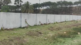 কুয়াকাটায় আঁধারে কেটে ফেলা হল দুই শতাধিক গাছ