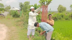গাছকে সন্তানের মতো আগলে রাখেন শিক্ষক মোস্তাক