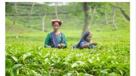 বৃষ্টির ছোঁয়ায় চা বাগানে ফিরেছে চিরচেনা রূপ