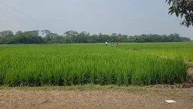 মাদারীপুরে ধানক্ষেত ও লিচু বাগান থেকে ২ মরদেহ উদ্ধার&nbsp;