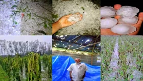 নীলফামারীতে শিলাবৃষ্টিতে ফসলের ক্ষতি, দিশেহারা কৃষক