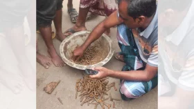 পটল ক্ষেতে খুঁড়তেই বেরিয়ে এলো ৩২৫ রাউন্ড গুলি