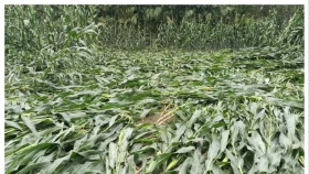 ঋণ নিয়ে ভুট্টা চাষ, ঘরে তোলার আগেই শিলাবৃষ্টিতে লণ্ডভণ্ড