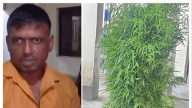 &lsquo;শয়তানে পাইছে, তাই গাঁজা চাষ করতে গেছি&rsquo;, গণমাধ্যমকে বিল্লাল