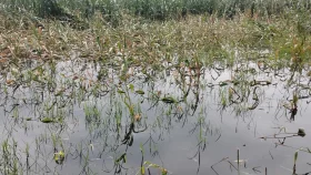 কুড়িগ্রামে চৈত্রের টানা বৃষ্টিতে দিশেহারা কৃষক