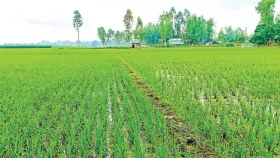চলনবিলে বোরো আবাদ নিয়ে দিশেহারা কৃষক