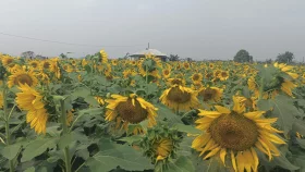 সূর্যমুখীর হাসিতে স্বপ্ন বুনছেন কৃষকরা