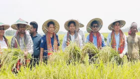 চলনবিলে ধান কর্তন উৎসব চলছে
