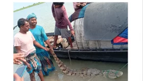ফরিদপুরে পদ্মায় জেলের বড়শিতে ধরা পড়ল কুমির