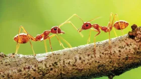 প্রকৃতির সংহারী রূপ