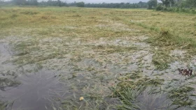 মতলবে কালবৈশাখী ঝড়ে হেলে পড়েছে আধাপাকা ধান