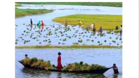নেত্রকোনায় হাওরের পানিতে তলিয়ে গেছে ১০ হাজার হেক্টর পাকা ধান