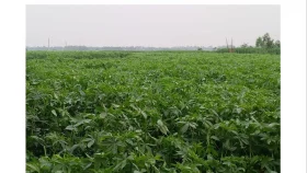 পাট চাষে বাম্পার ফলনে কৃষকের মুখে হাসি