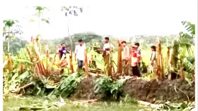 ভাণ্ডারিয়ায় দিনমজুরের দেড় শতাধিক কলাগাছ কেটে দিল প্রতিপক্ষরা
