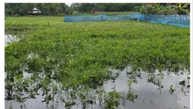 দুমকিতে কালবৈশাখী ঝড়ে তলিয়ে রবি ফসলের ব্যাপক ক্ষয়ক্ষতি