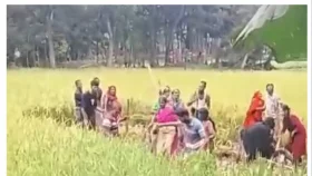 ঈশ্বরগঞ্জে ধান কাটাকে কেন্দ্র করে সংঘর্ষ, আহত ১০