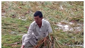 বোয়ালখালীতে কালবৈশাখী ঝড়ে তলিয়ে গেছে ফসল