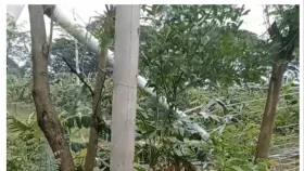 কালীগঞ্জে বিদ্যুতের খুঁটি ভেঙে পড়ে নিহত ২