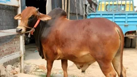 কোরবানির পশু দিয়ে আকিকা দেওয়া যাবে কি?