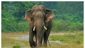 নেত্রকোনায় বন্য হাতির আক্রমণে আদিবাসী যুবক নিহত