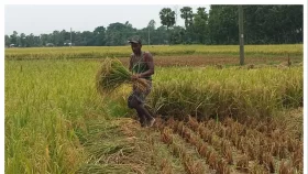 কুমিল্লায় ১২ শত টাকাতেও মিলছে না শ্রমিক, দুশ্চিন্তায় কৃষক