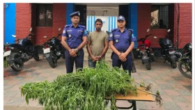 মুন্সীগঞ্জে পুকুরপাড়ে মিলল গাঁজা গাছ, চাষী গ্রেপ্তার