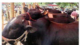 সড়ক-নৌপথে পশু পরিবহনের নিরাপত্তা চেয়ে শাহজাদপুরে আইজিপিকে আবেদন