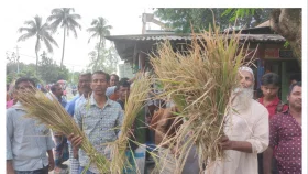 ইটভাটার বিষাক্ত গ্যাসে ঝলসে গেছে ধান, ক্ষতিগ্রস্থ ১ হাজার ৫৯ কৃষক&nbsp;