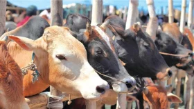 কোরবানির পশু বাছাইয়ে যা খেয়াল রাখা জরুরি