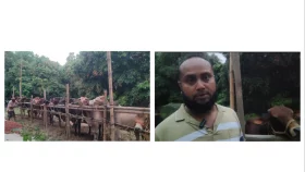 লাইভ ওয়েটে গরু বিক্রি করে আলোচনায় বাগাতিপাড়ার শাহিন