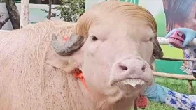ঢাকায় আসছে &lsquo;ডোনাল্ড ট্রাম্প&rsquo;