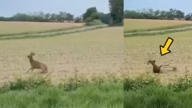 অতিরিক্ত পাকা ফল খেয়ে &lsquo;মাতাল&rsquo; হরিণের কাণ্ড