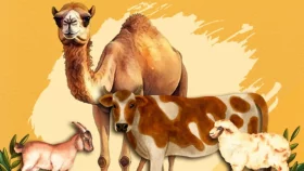 কত টাকা থাকলে কোরবানি ওয়াজিব হয়?