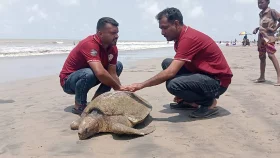 কুয়াকাটা সৈকতে ভেঁসে এলো বিরল অলিভ রিডলি প্রজাতির মা কচ্ছপ
