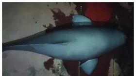 বরশিতে ধরা পড়ল ধূসর বর্ণের ডলফিন