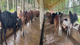 গোপালগঞ্জে কুরবানির জন্য প্রস্তুত ৪১ হাজার ষাঁড়