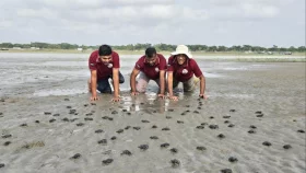 কুয়াকাটা সৈকতে ১৬৩টি কচ্ছপের বাচ্চা উদ্ধার